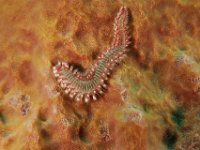 Bearded Fireworm has bristles along it's sides. It can cause painful burning sensation if touched.